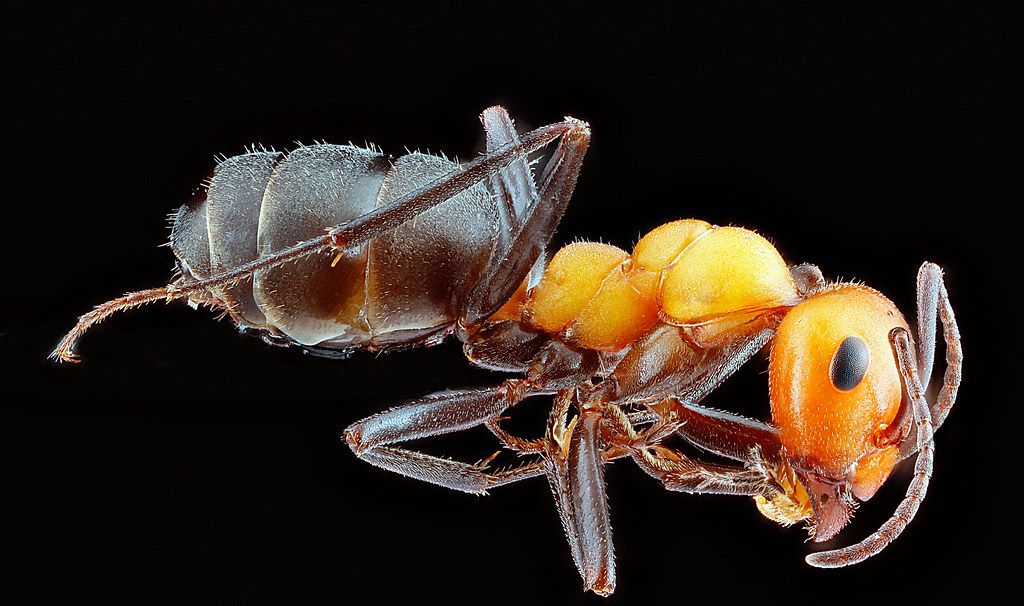 Ant Control service in Collierville, TN