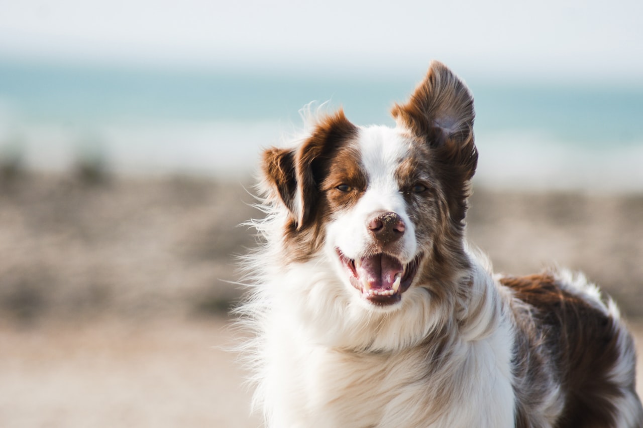 Flea & Tick Control service in Collierville, TN