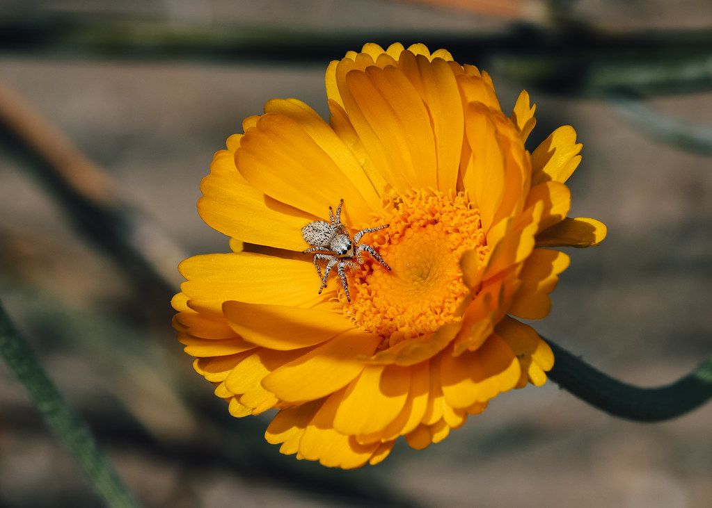 Spider Control service in Collierville, TN